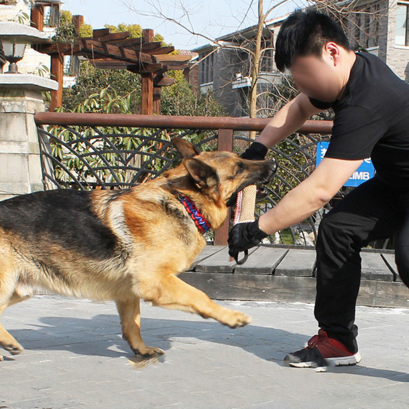 Dressage de chiens mordeurs Chien de travail professionnel