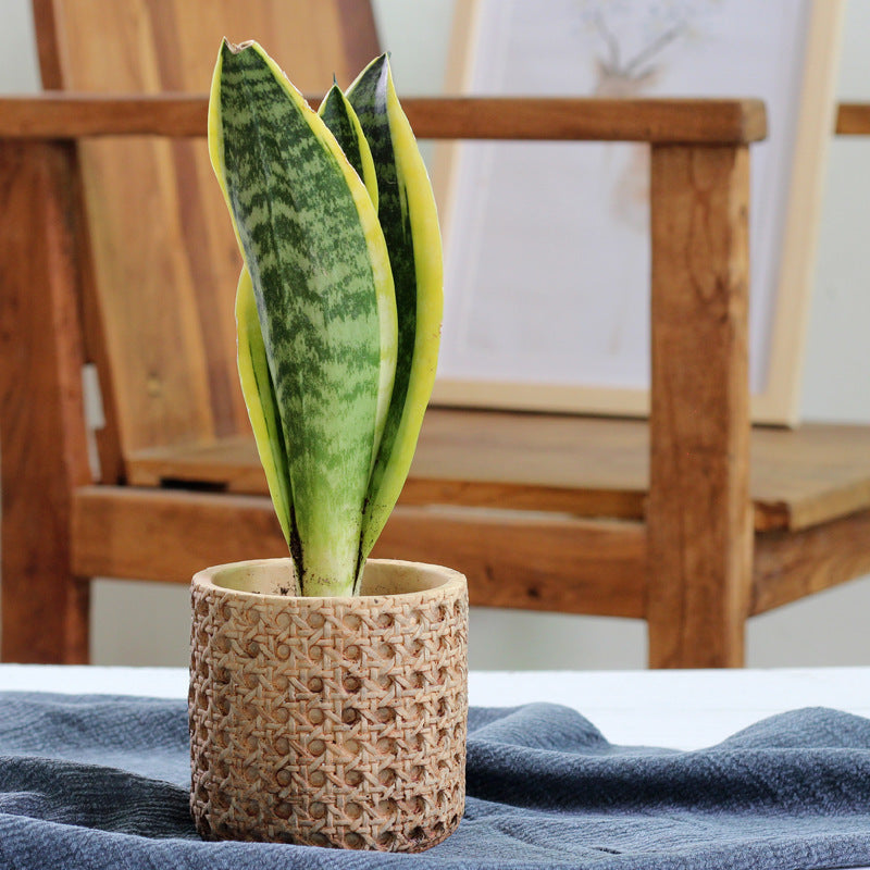 Vintage cement flower pot